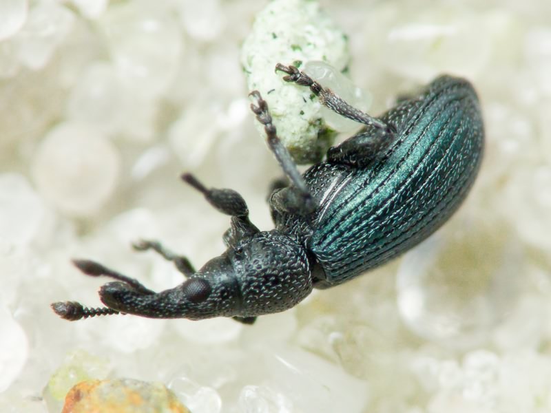 Perapion (Perapion) violaceum (Kirby, 1808)